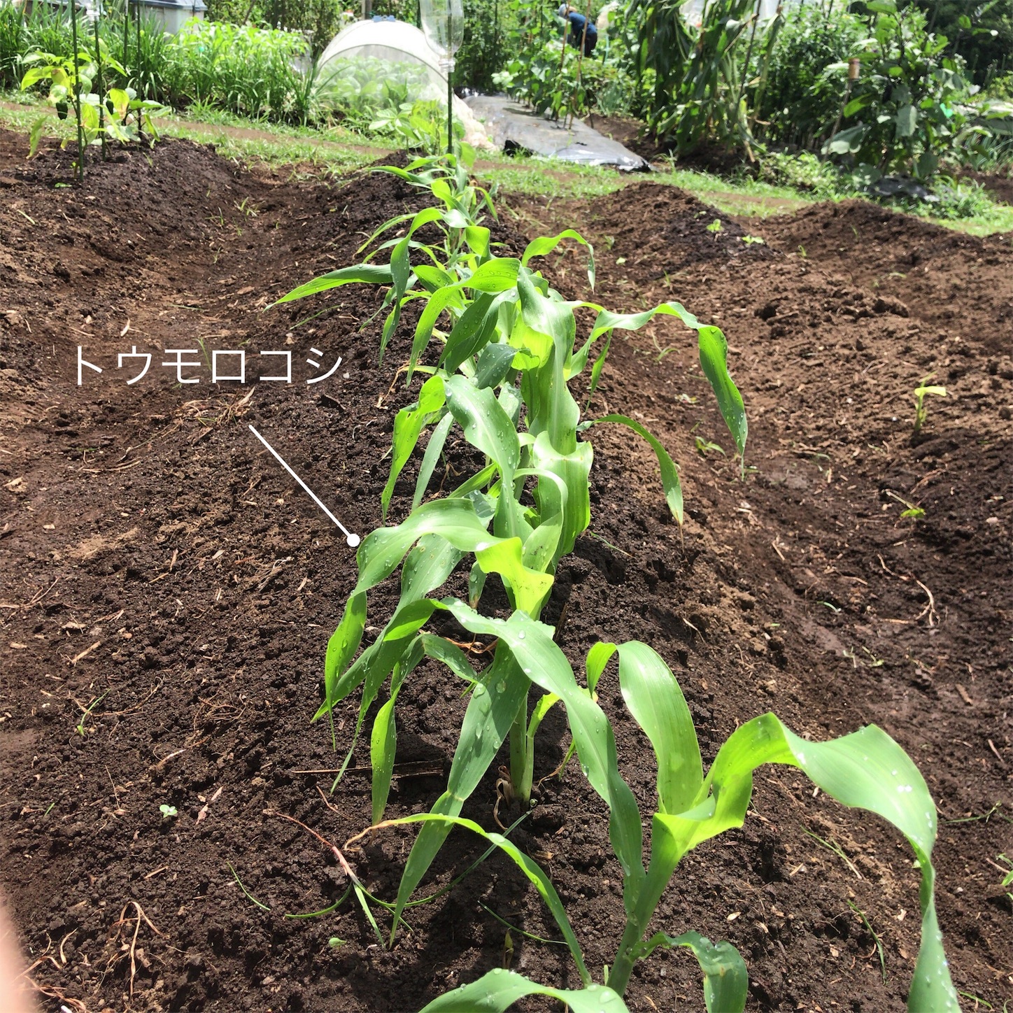f:id:coizne:20180709130033j:image