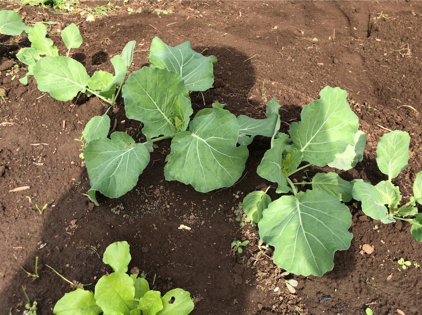 f:id:coizne:20181029191812j:image f:id:coizne:20181029191812j:image