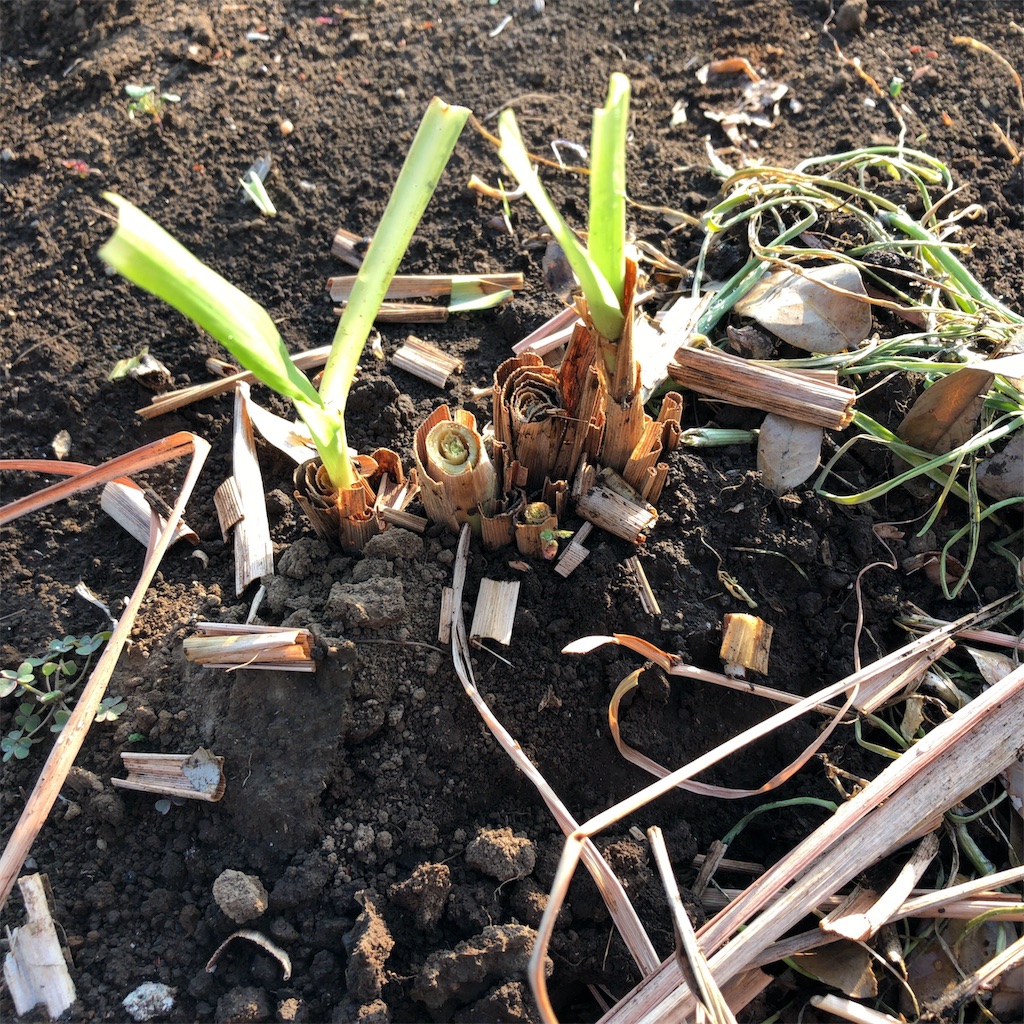 f:id:coizne:20190420172704j:image f:id:coizne:20190420172704j:image