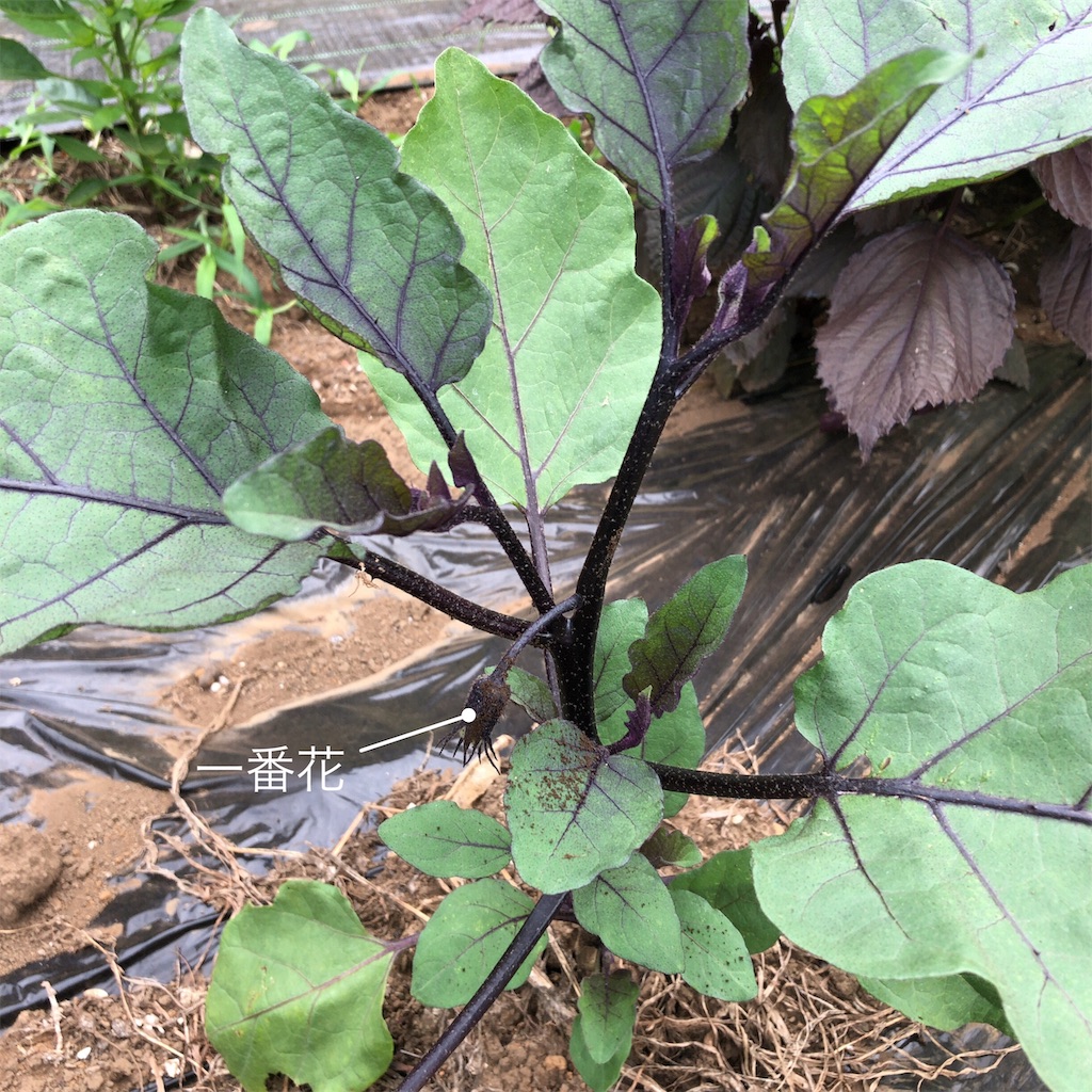 f:id:coizne:20190624075024j:image