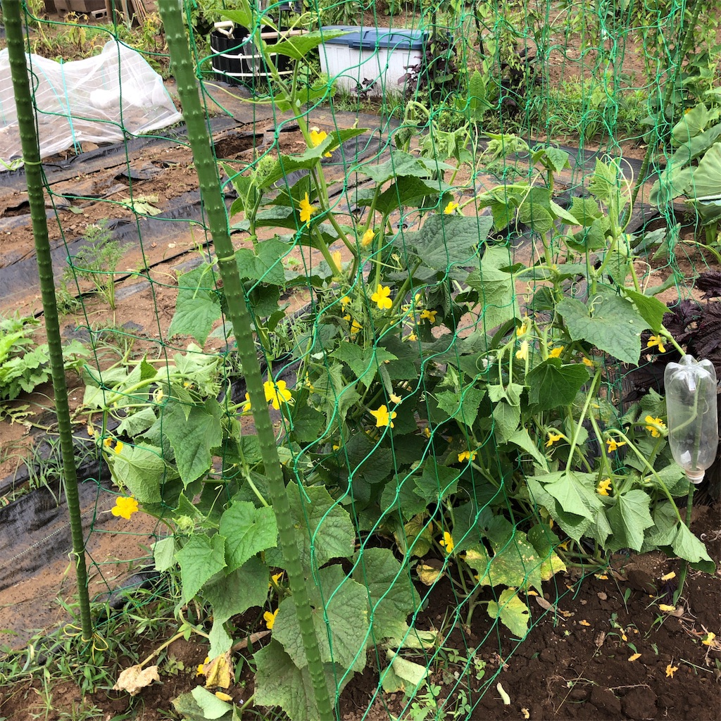 f:id:coizne:20190624185709j:image