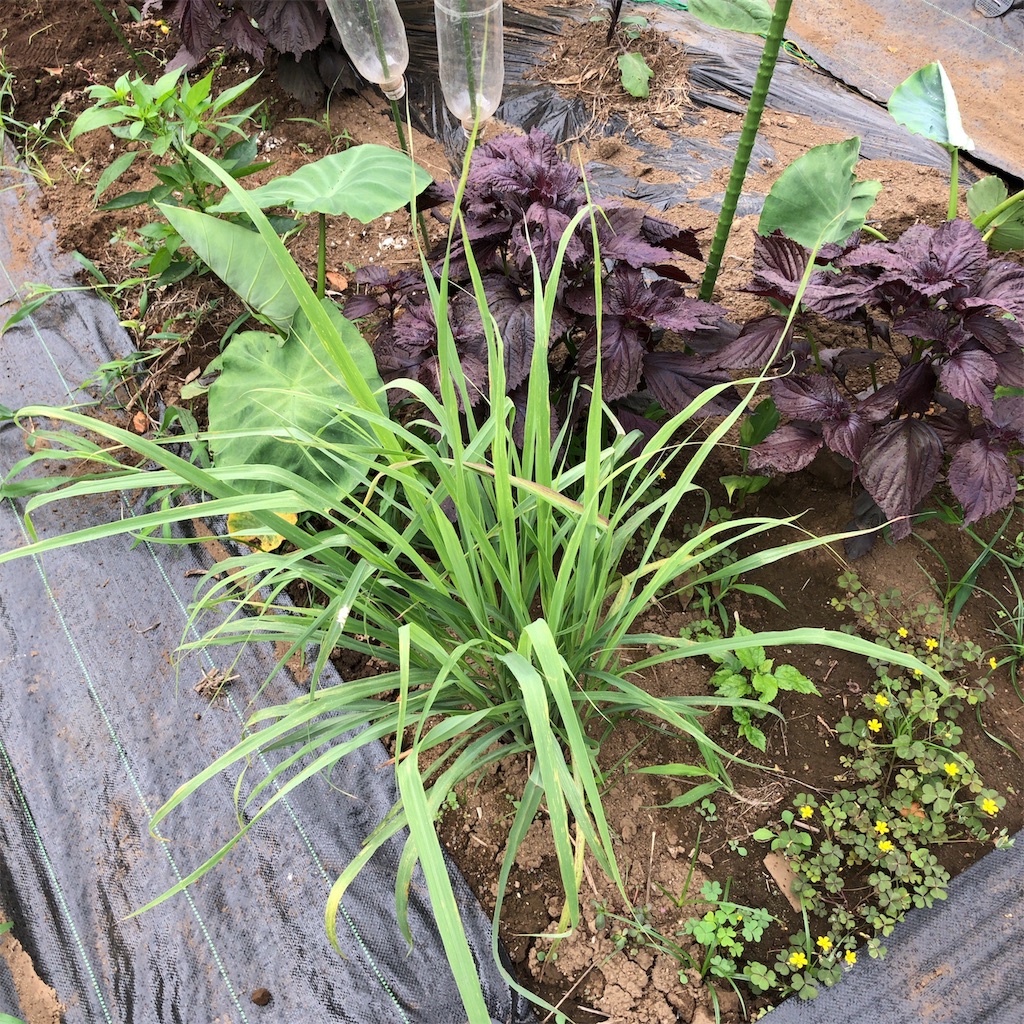 f:id:coizne:20190624190451j:image
