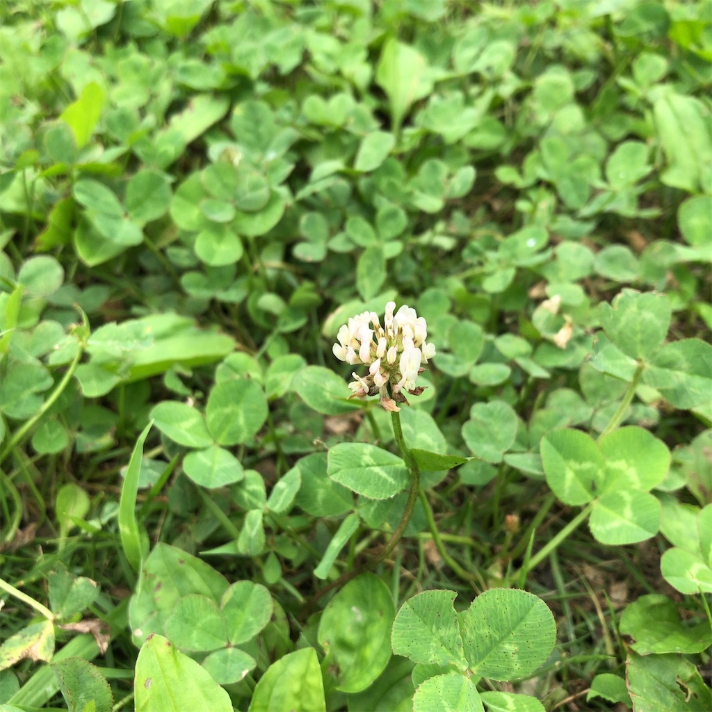 f:id:coizne:20190715202925j:image