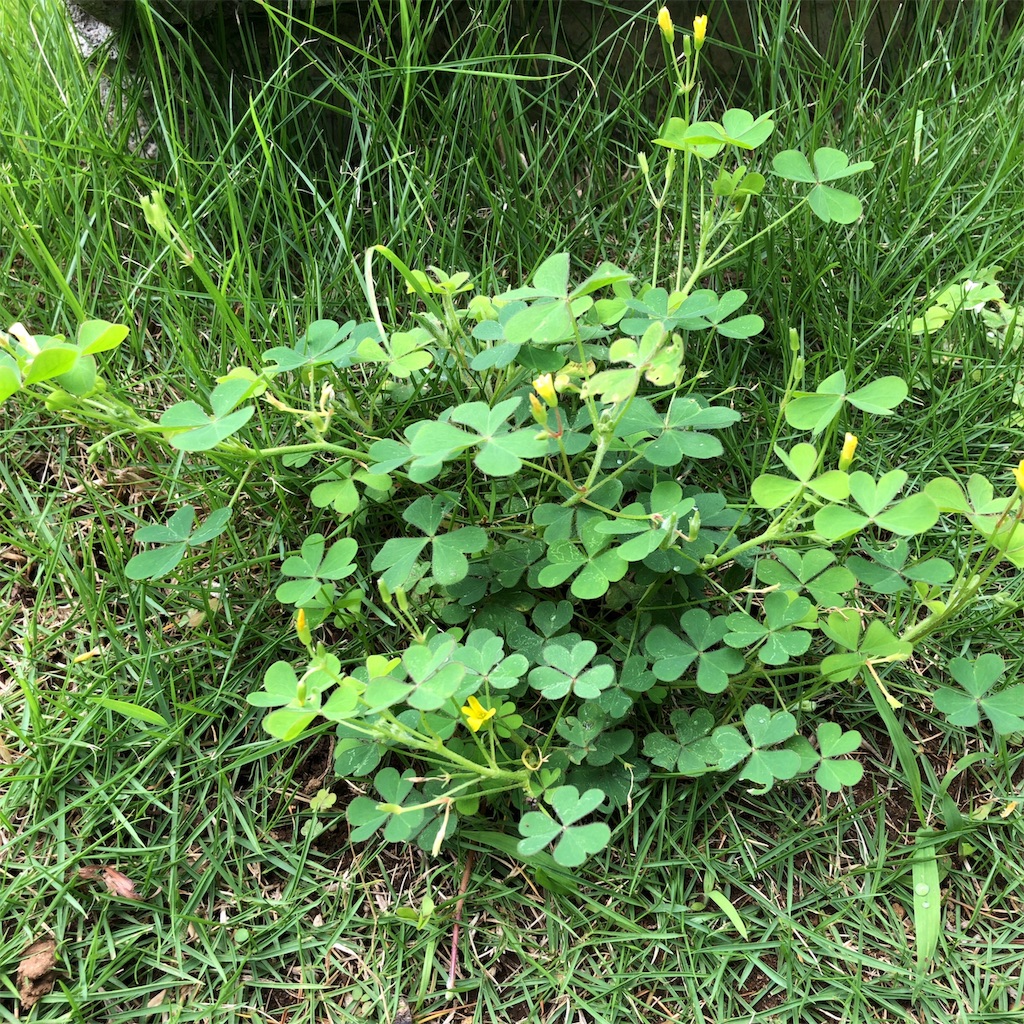 f:id:coizne:20190715220833j:image