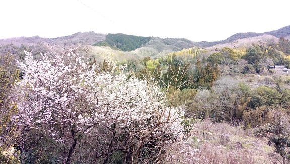 イメージ 3