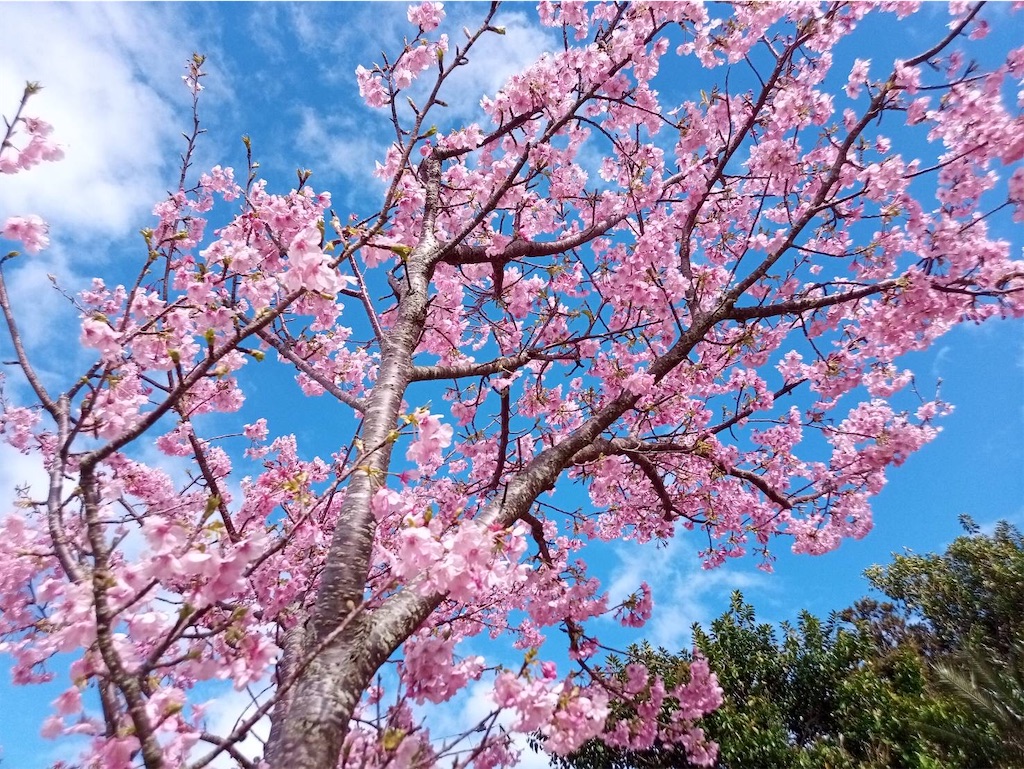 f:id:colibli:20240214114844j:image