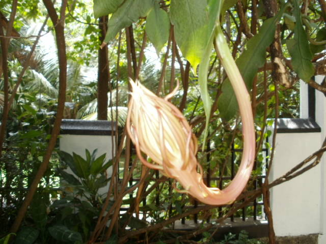 f:id:colombaba:20120616155237j:image:w450