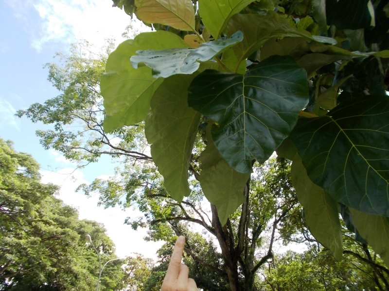 f:id:colombaba:20140903095229j:image