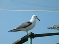 [うみねこ][蕪島][鳥]