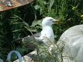 [うみねこ][蕪島][鳥]