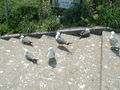 [うみねこ][蕪島][鳥]