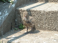 [うみねこ][蕪島][鳥]