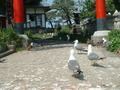 [うみねこ][蕪島][鳥]