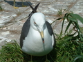 [うみねこ][蕪島][鳥]