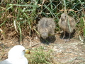 [うみねこ][蕪島][鳥]