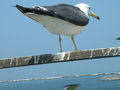 [うみねこ][蕪島][鳥]