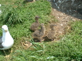 [うみねこ][蕪島][鳥]