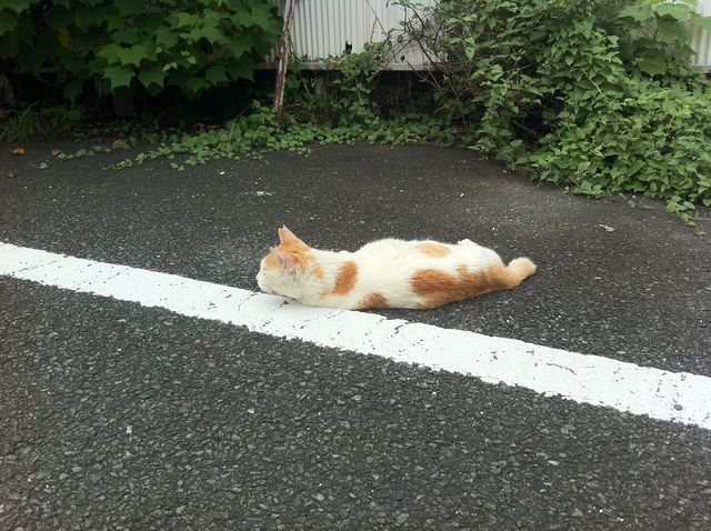 f:id:color-hiyoko:20200310182637j:plain