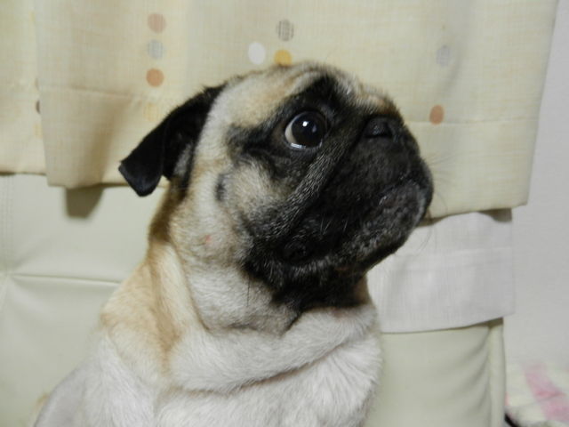 f:id:color-hiyoko:20200310183403j:plain