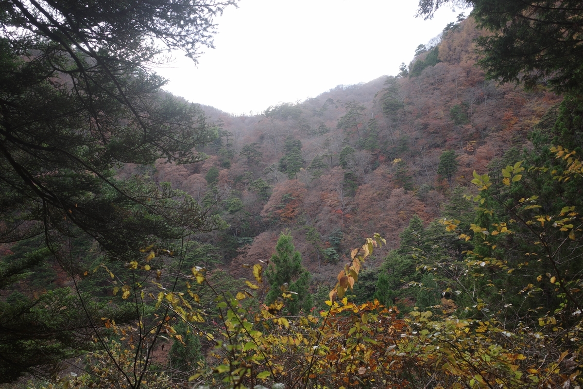 f:id:color-hiyoko:20201112174004j:plain f:id:color-hiyoko:20201112174004j:plain
