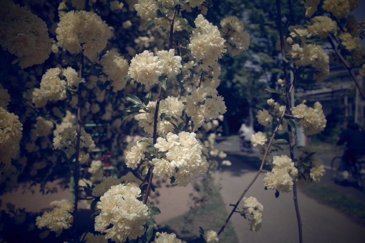 f:id:color-hiyoko:20210419223616j:plain