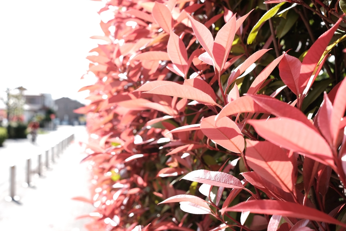 f:id:color-hiyoko:20220416190233j:plain