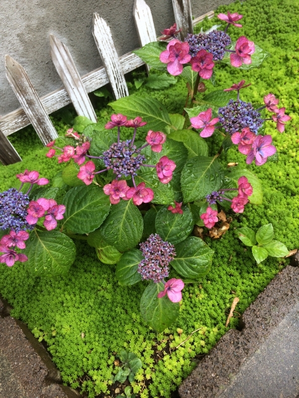 f:id:color-king:20180609122930j:image