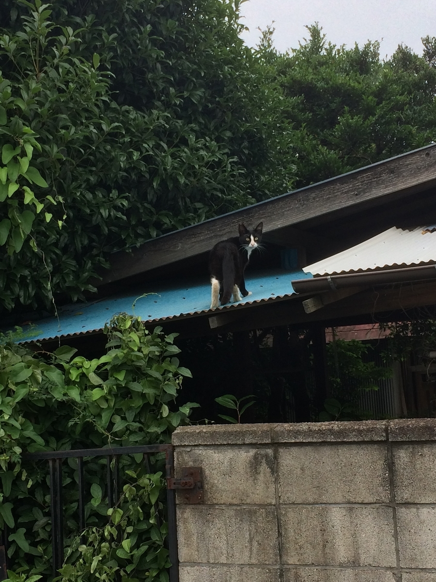 f:id:color-king:20190620090121j:plain