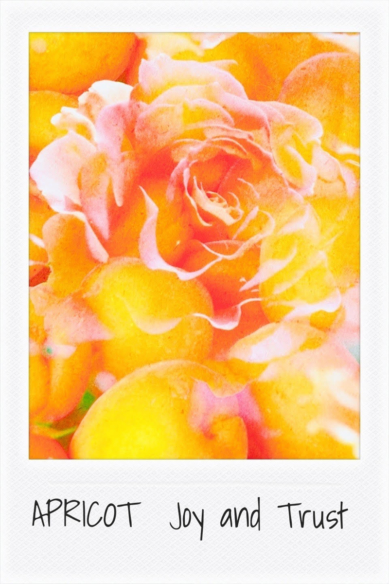 サキリスの感性記録帖 by SAKI｜アプリコット／あんず 写真カラーアートカード
