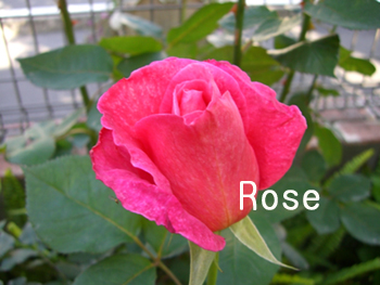f:id:colorbless:20100429050437j:image f:id:colorbless:20100429050437j:image
