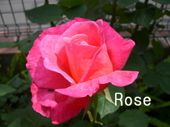 f:id:colorbless:20100430013037j:image f:id:colorbless:20100430013037j:image