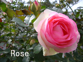 f:id:colorbless:20100430013156j:image f:id:colorbless:20100430013156j:image