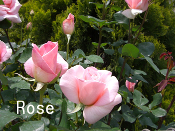 f:id:colorbless:20100430013252j:image f:id:colorbless:20100430013252j:image