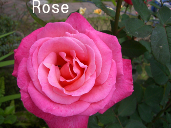 f:id:colorbless:20100430013318j:image f:id:colorbless:20100430013318j:image