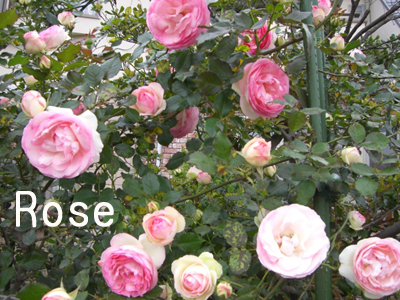 f:id:colorbless:20100505175906j:image f:id:colorbless:20100505175906j:image