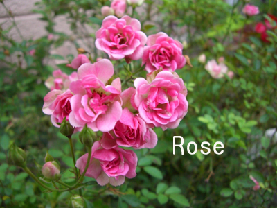 f:id:colorbless:20100510152050j:image f:id:colorbless:20100510152050j:image