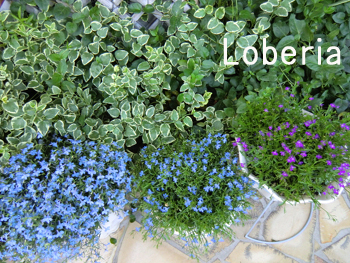f:id:colorbless:20100515204953j:image
