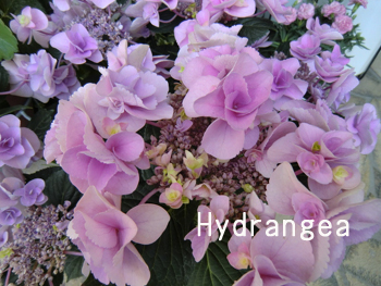 f:id:colorbless:20100515205056j:image