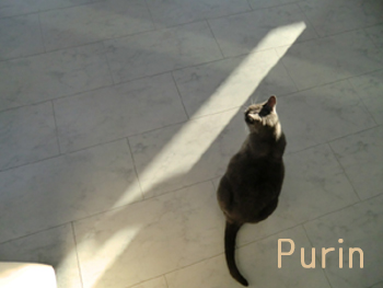 f:id:colorbless:20100515210039j:image