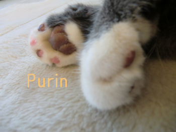 f:id:colorbless:20100515215516j:image