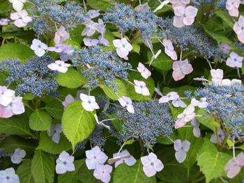 f:id:colorbless:20100604170711j:image