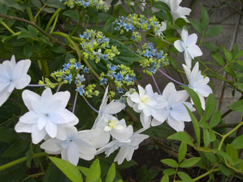 f:id:colorbless:20100604170745j:image