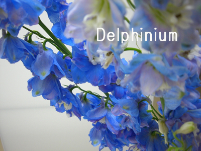 f:id:colorbless:20100620191947j:image
