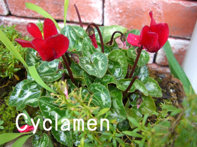 f:id:colorbless:20100630152157j:image