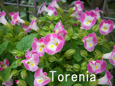 f:id:colorbless:20100701152425j:image