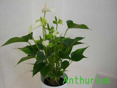 f:id:colorbless:20100708183721j:image