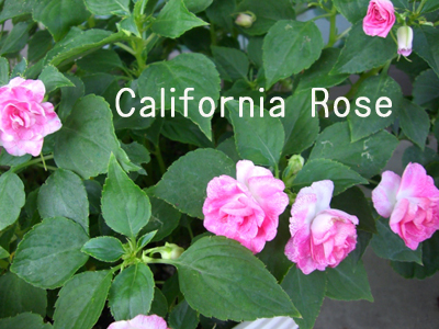 f:id:colorbless:20100801152526j:image