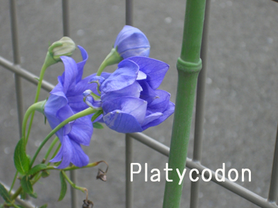 f:id:colorbless:20100801152613j:image