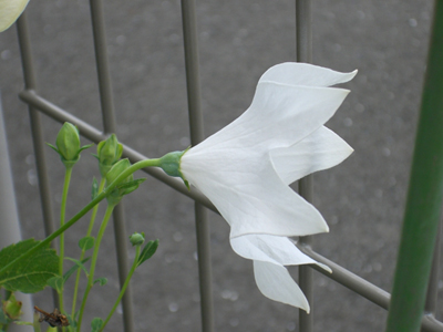 f:id:colorbless:20100801152621j:image