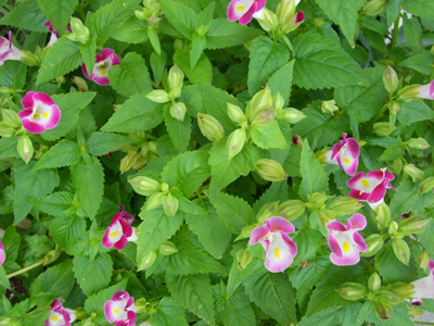 f:id:colorbless:20100801152800j:image